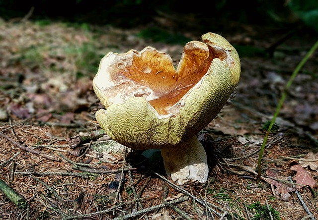 蘑菇 食用菌 森林 - 上的免费照片