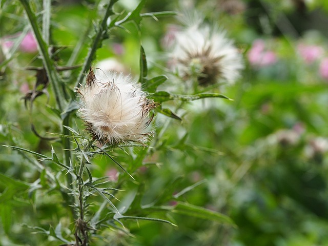 蓟 牛蒡 爬蓟 - 上的免费照片