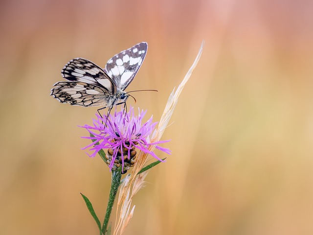 蝴蝶 棋盘 微距拍摄 - 上的免费照片