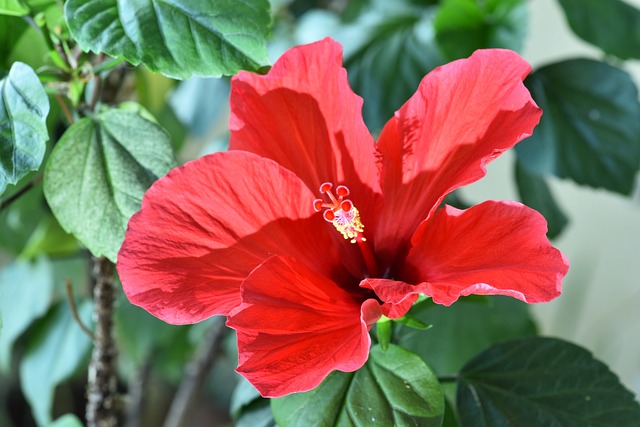 芙蓉的玫瑰树 受伤的手机 夏威夷芙蓉 - 上的免费照片