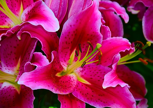 百合 黄花菜 雌蕊 - 上的免费照片