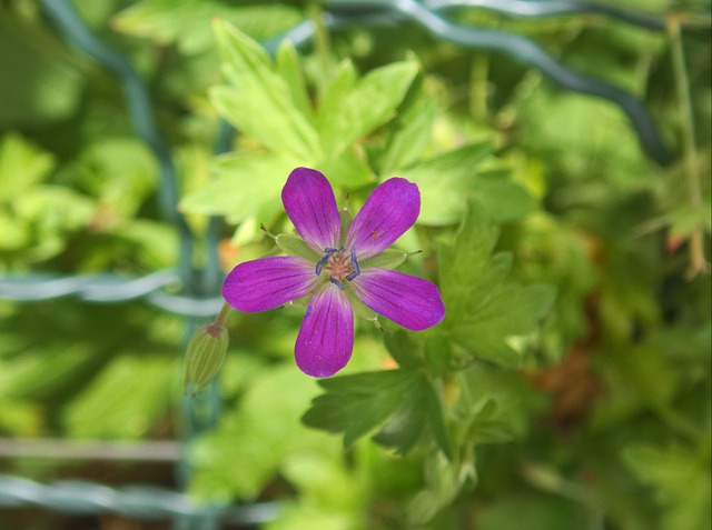 沼泽Cranesbill 天竺葵 花 - 上的免费照片