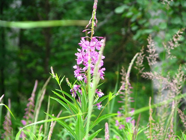 植物 颜色 伊万茶 - 上的免费照片