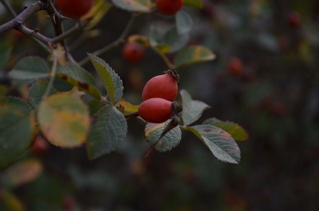 玫瑰 小红莓 绿色 - 上的免费照片