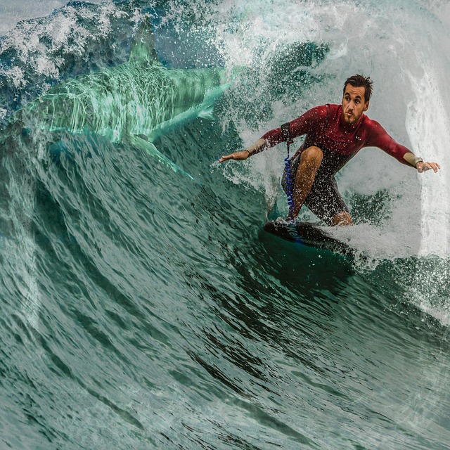 鲨鱼 冲浪者 冲浪 - 上的免费照片