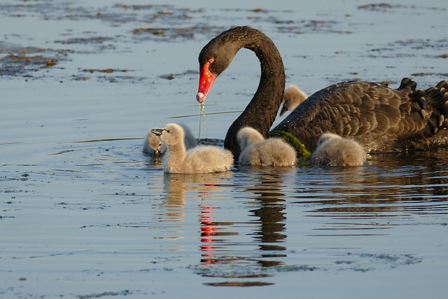 天鹅 Cygnets - 上的免费照片