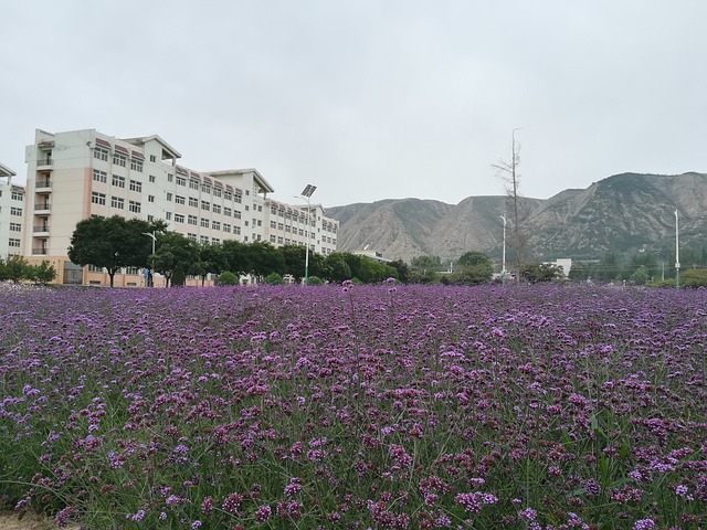 花 花海 校园 - 上的免费照片