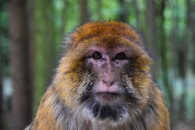 猿 肖像 动物园 - 上的免费照片