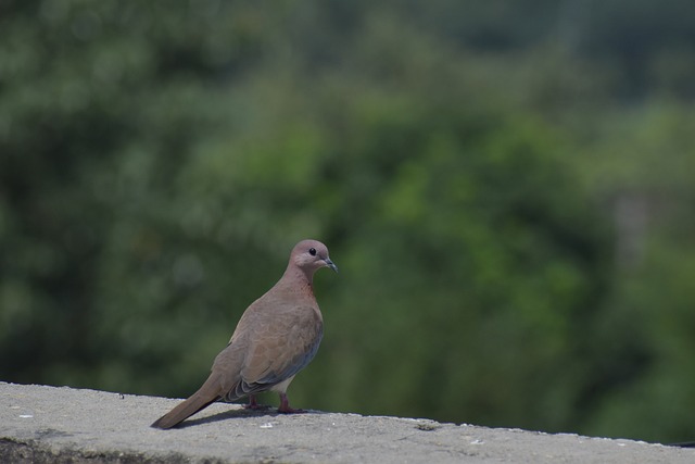 哀鸽 Columbidae 棕色的鸽子 - 上的免费照片