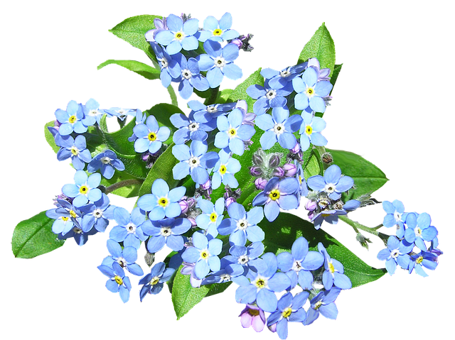 蓝色花朵 别忘了我 植物 - 上的免费照片