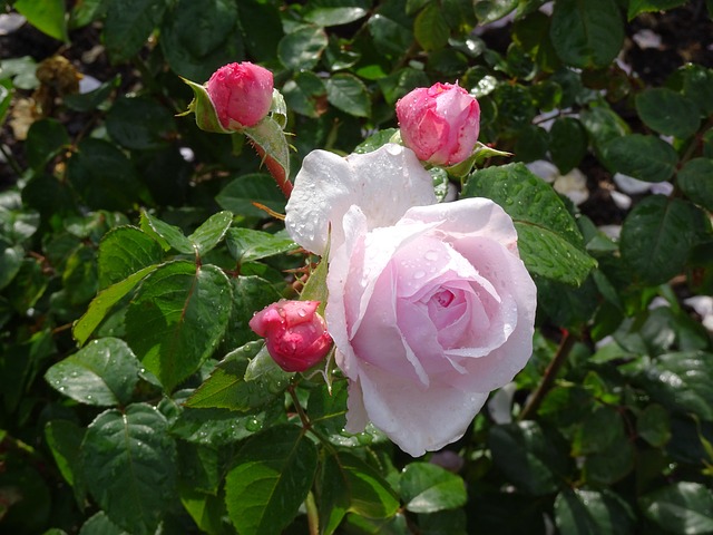 伦敦 邱园 花朵 - 上的免费照片