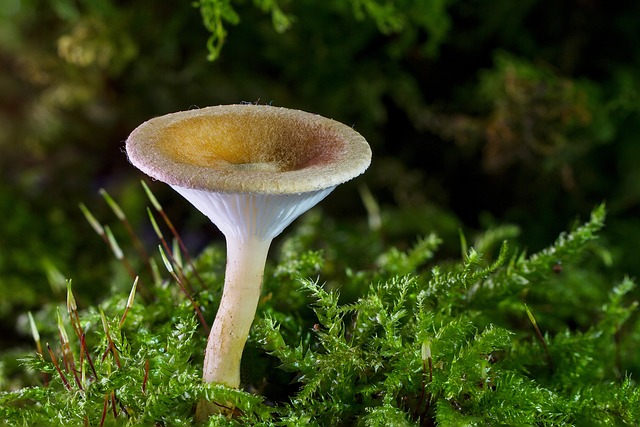 蘑菇 迷你蘑菇 野生蘑菇 - 上的免费照片