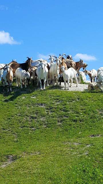 自然 摩恩 - 上的免费照片
