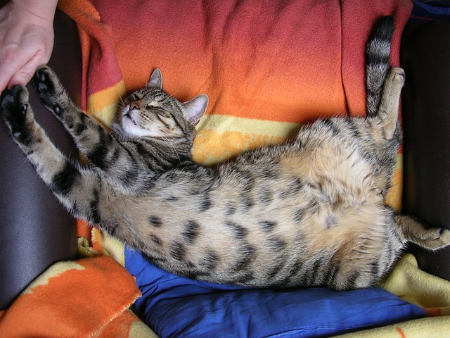 猫 睡觉 办事处 - 上的免费照片