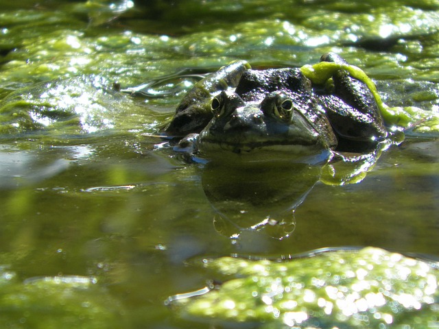 青蛙 池塘 藻类 - 上的免费照片