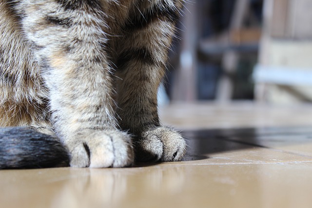 吝啬鬼 爪子 猫 - 上的免费照片