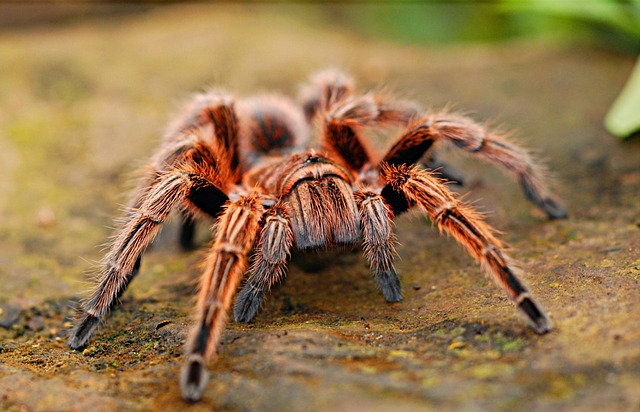 蜘蛛 狼蛛 蛛形纲动物 - 上的免费照片