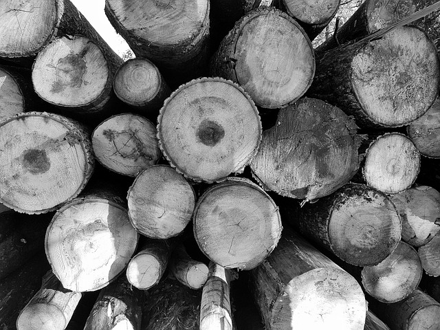 抽象的 背景 吠 - 上的免费照片