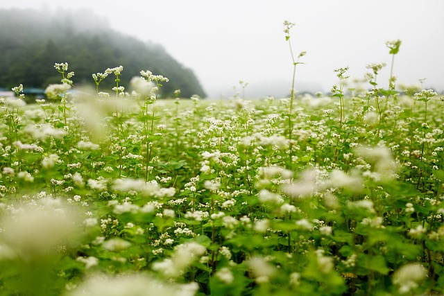 秋季 荞麦花 露水 - 上的免费照片