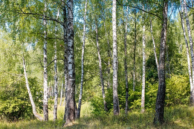桦木 树林 森林 - 上的免费照片
