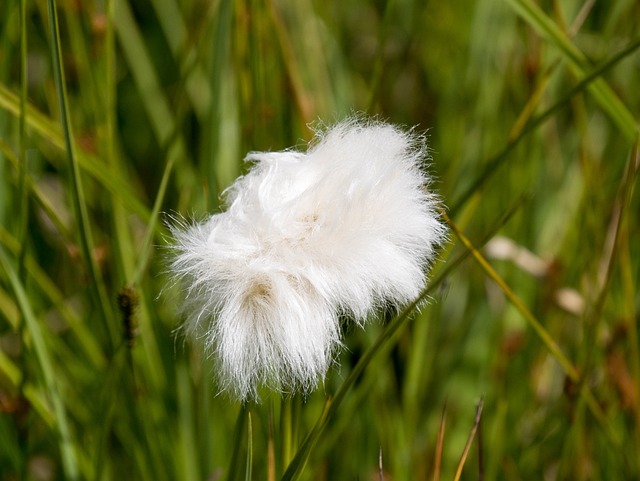 Cottongrass 花朵 种子 - 上的免费照片
