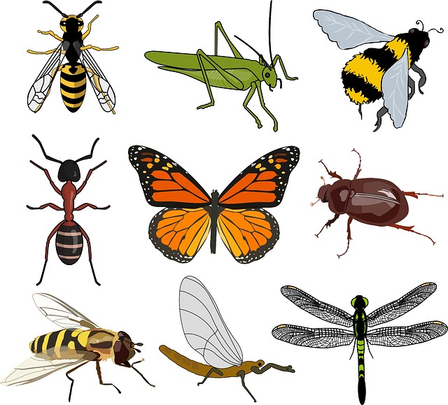 昆虫 收藏 荒野 - 上的免费图片