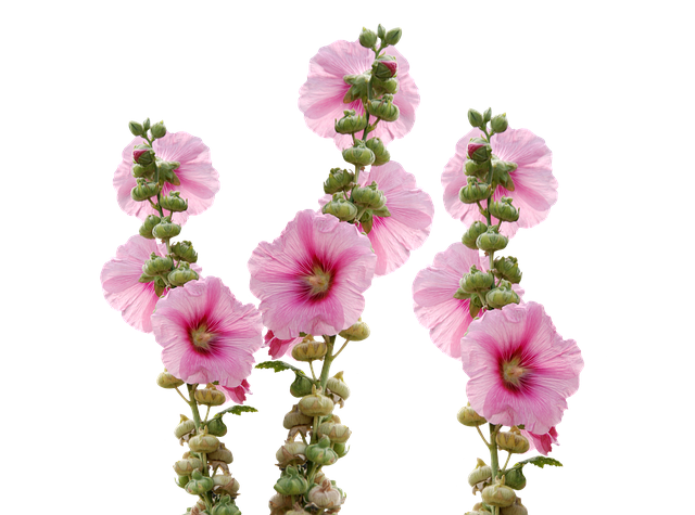 野花 锦葵 蜀葵花卉 - 上的免费照片