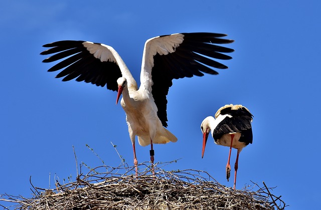 鹳 很少 鸟类 - 上的免费照片