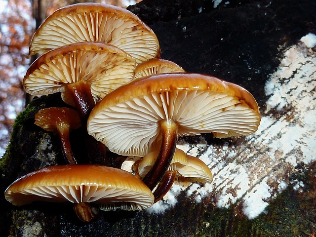 蘑菇 森林 落下 - 上的免费照片