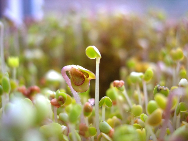种子发芽的 电源 有机的 - 上的免费照片