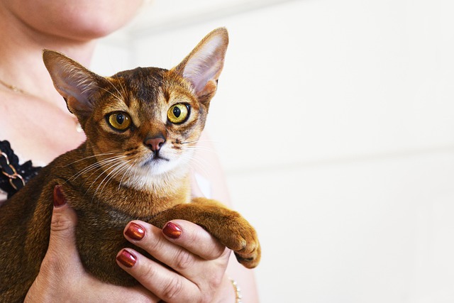 阿比西尼亚猫 猫盛会 选美比赛 - 上的免费照片