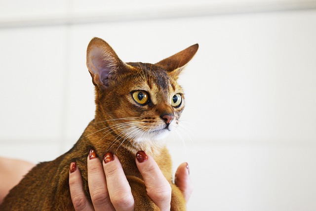 阿比西尼亚猫 猫盛会 选美比赛 - 上的免费照片