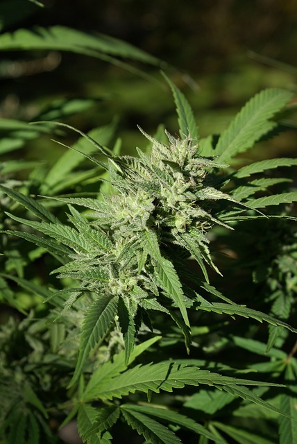 大麻花 芽 大麻 - 上的免费照片