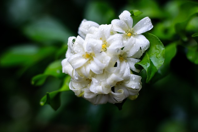 玻璃花 毛毡苔 花 - 上的免费照片