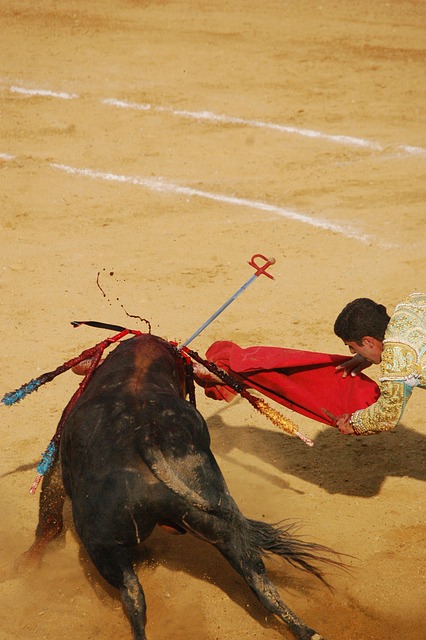 托罗 公牛队 斗牛 - 上的免费照片