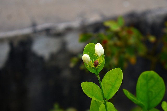阿拉伯茉莉花的味蕾 Motia 桑帕吉塔 - 上的免费照片