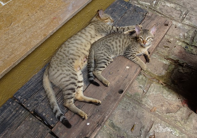 孟加拉猫 小猫 国内的猫 - 上的免费照片