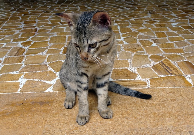 孟加拉猫 小猫 国内的猫 - 上的免费照片