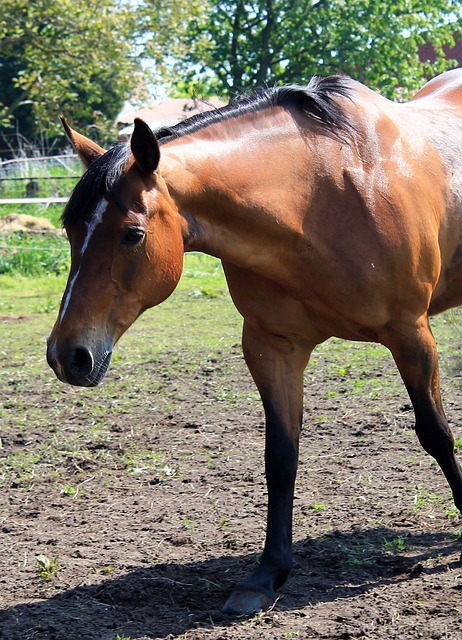 马 季马 Pferdeportrait - 上的免费照片