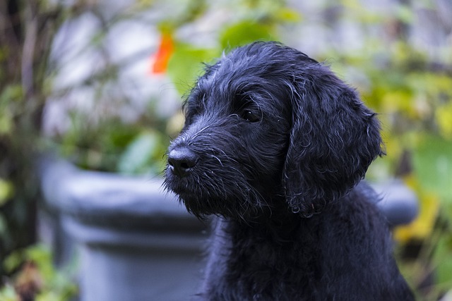 Labradoodle 拉布拉多 国王狮子狗 - 上的免费照片