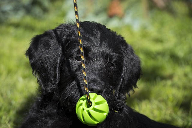 Labradoodle 拉布拉多 国王狮子狗 - 上的免费照片