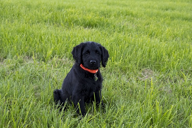 Labradoodle 拉布拉多 国王狮子狗 - 上的免费照片