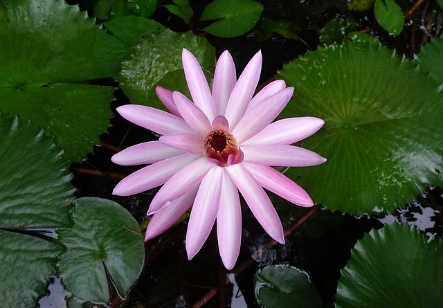 百合 花 红睡莲 - 上的免费照片