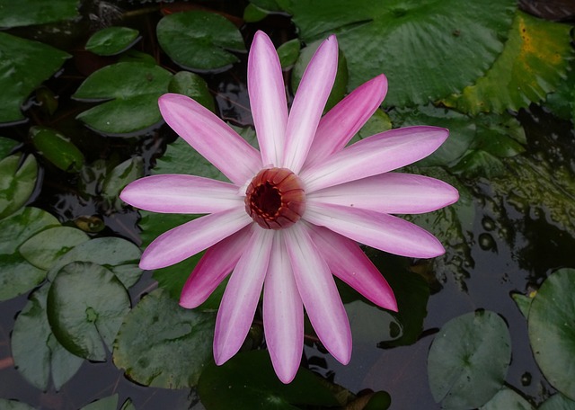 百合 花 红睡莲 - 上的免费照片