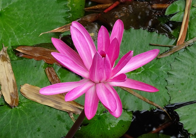百合 花 红睡莲 - 上的免费照片