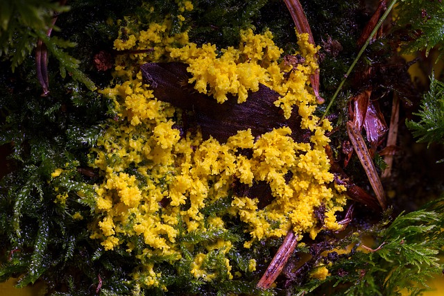 粘菌 Myxomycetes 黄色Lohblüte Fuligo - 上的免费照片