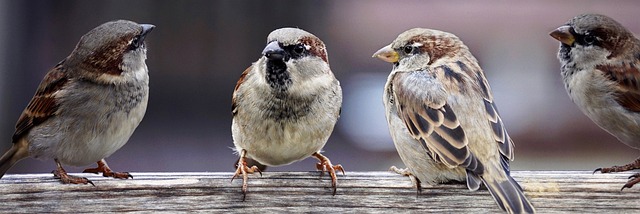 麻雀 麻雀的家庭 鸟类 - 上的免费照片