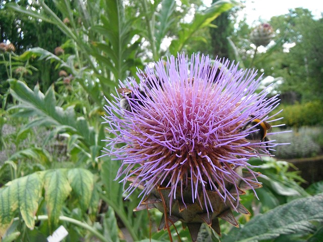 朝鲜蓟 熊蜂 曼海姆 - 上的免费照片