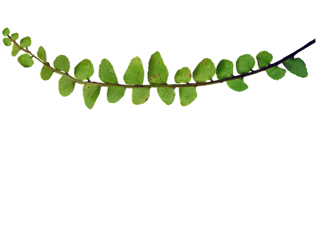 蕨类 小叶子 植物 - 上的免费照片