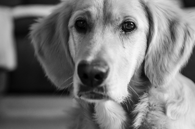 金的 黄金猎犬 毛茸茸的 - 上的免费照片